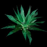 Agave