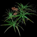 AloePlant