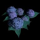 ArenaFlowers