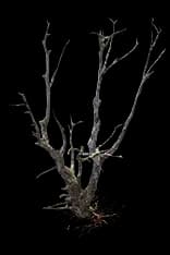 BareTree