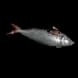 BeachFish