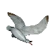 BeachSeagull
