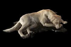 CanineCompanionDecoration