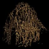 ClumpOfVines