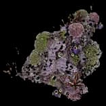 CoralCluster