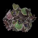 CoralFormation