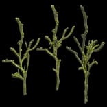 CoralGrass