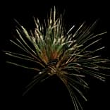 DesertGrass