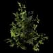 ForestBush