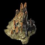 ForestCaveStalagmitesLarge