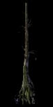 ForestTree