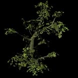 ForestTree1