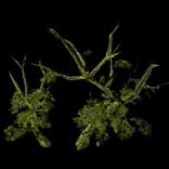 ForestTree2
