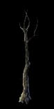 ForestTreeDry
