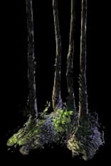 ForestTreeIsland