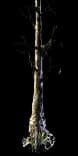 ForestTreeSpider