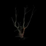 HideoutBurnedTree