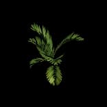 HideoutFern