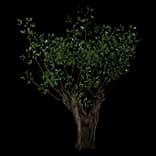 HideoutOriathFrozenVerdantTree