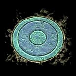 HideoutSkyShrineMosaic