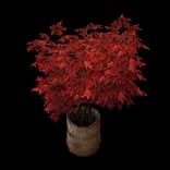 MapleTree