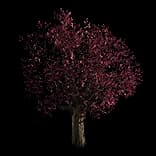 PlumBlossomTree