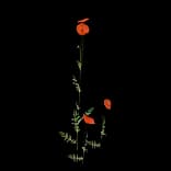 Poppy