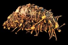 RuinedCityCorpsePile1