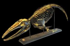 RuinedCityLibraryWhale
