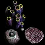 SmallCorals