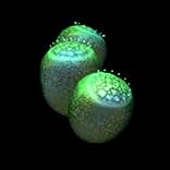 SporePods