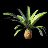 TreeBulbPalm