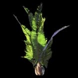 TreeRaphina