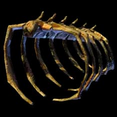 WhaleSkeletonRibs2