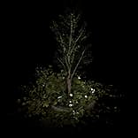 WorldTurtleTree