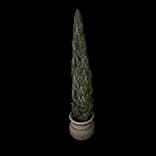 BOSPottedTree