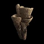 CaveCoral