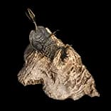 CaveFossil