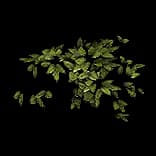 ChaosCrawlingLeaves