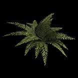 ForestFern