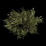 FringeMoss