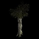LargeForestTree