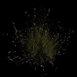LongGrass