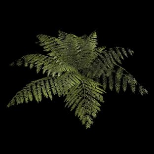 ShorelineBlackFern