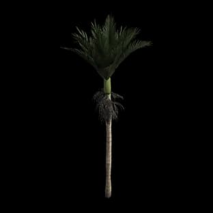 ShorelineNikauPalm
