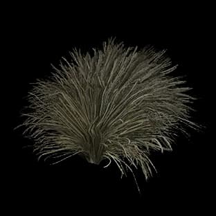 ShorelineSandTussock