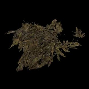 ShorelineSeaweed