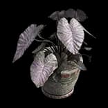 VaalPottedPlants