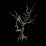WitheredTree