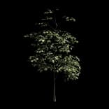 BeechTree